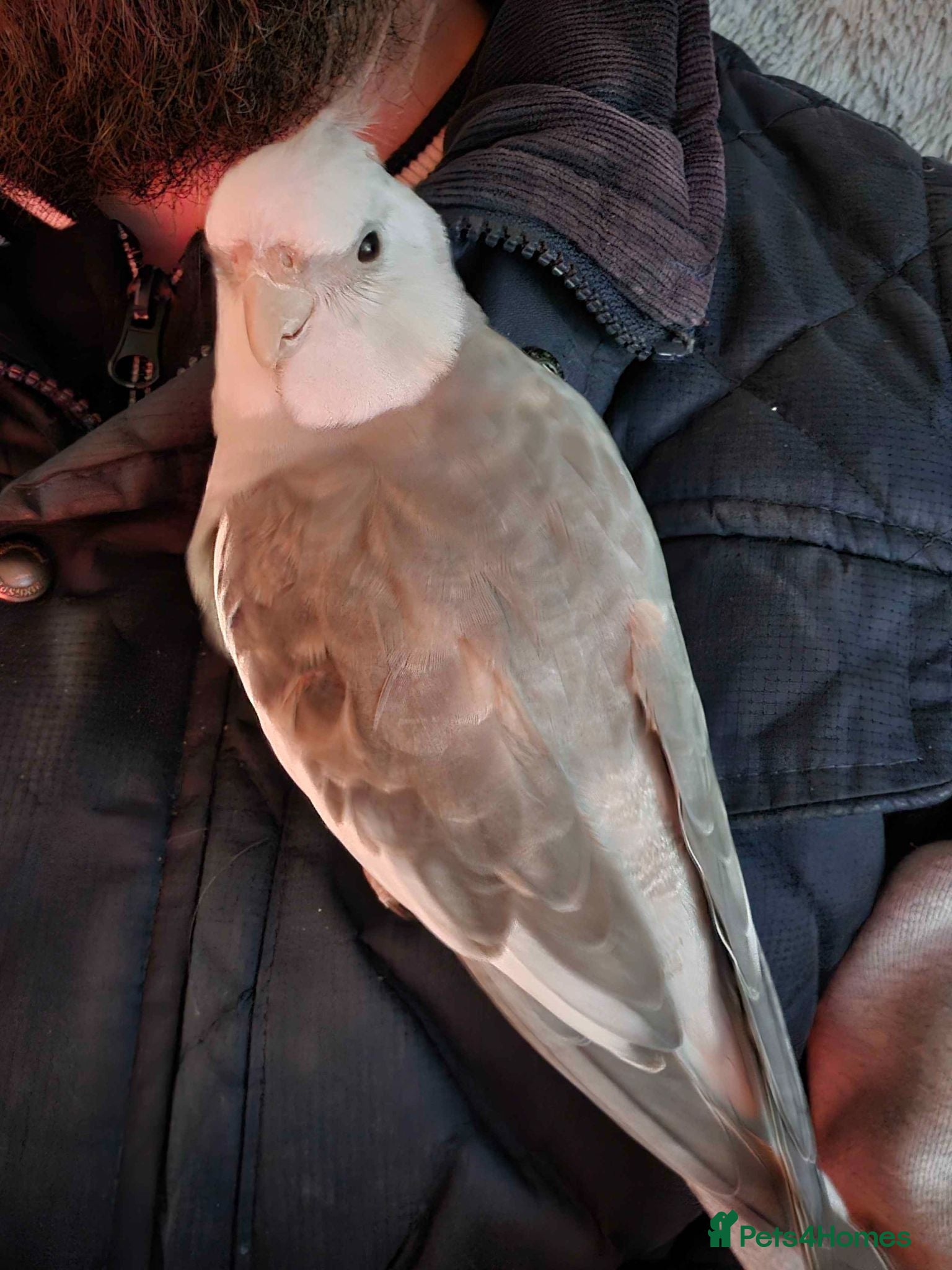 Cockatiels birds Hand-reared White-Face Cinnamon Cockatiel - Advert 2