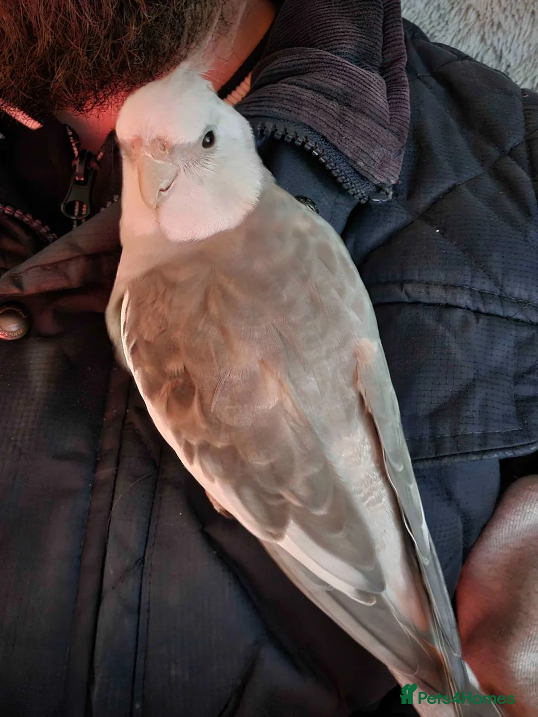Cockatiels birds for sale: Hand-reared White-Face Cinnamon Cockatiel - Advert 1