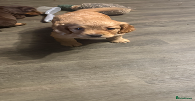 Cocker Spaniel dogs - Advert 11