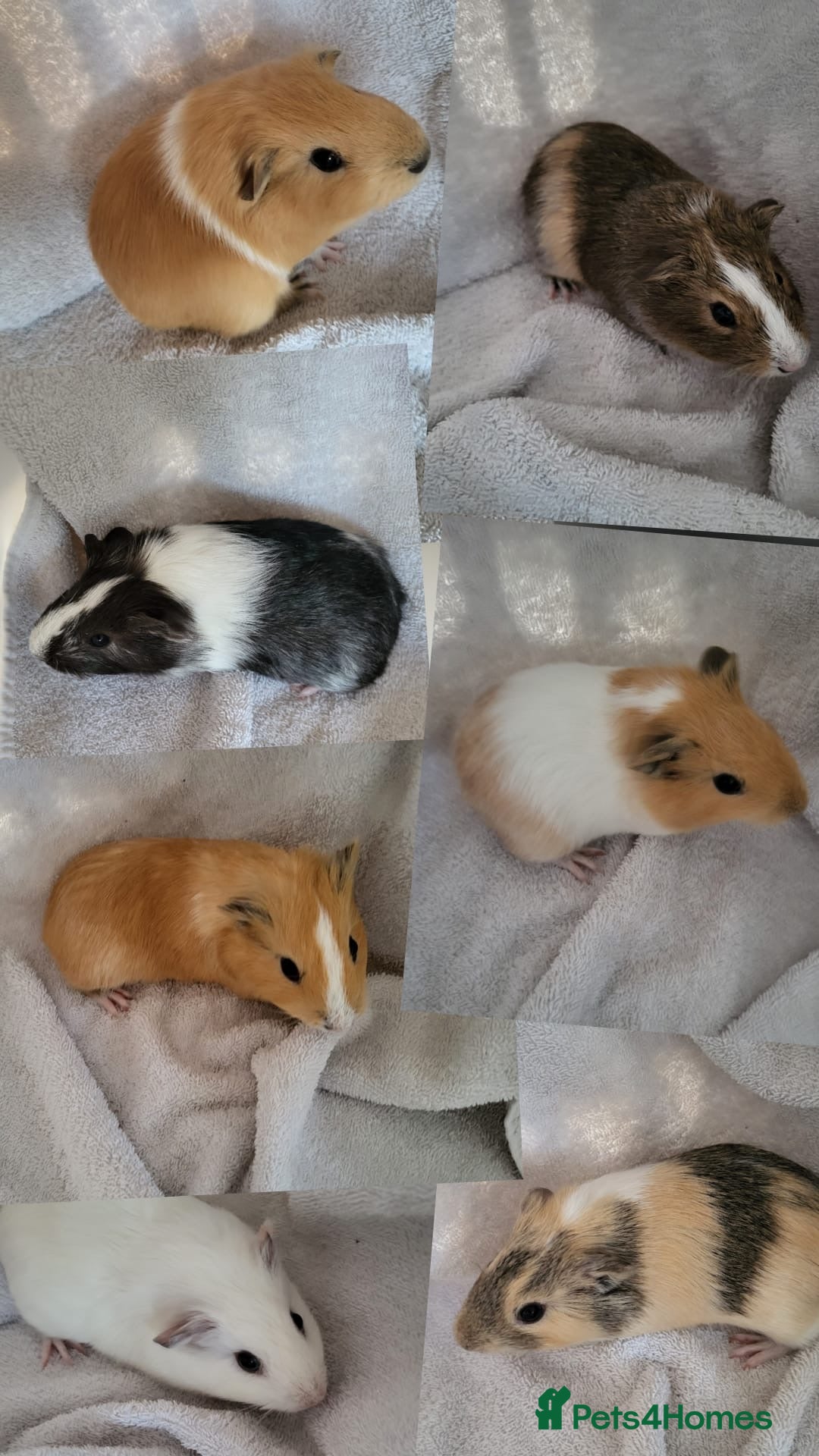 Guinea Pig rodents for sale: Baby Guinea Pigs  - Advert 1