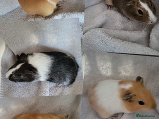 Guinea Pig rodents Baby Guinea Pigs - Advert 1