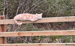 Bengal cats for sale: Beautiful bengal  - Image 18