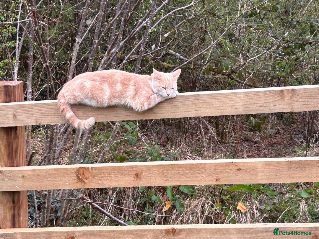 Bengal cats for sale: Beautiful bengal  - Image 18