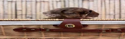 Miniature Dachshund dogs for sale: Long haired miniature dachshund  - Advert 14