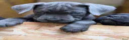 Cane Corso dogs for sale: Full breed cane corso puppies for sale - Advert 5