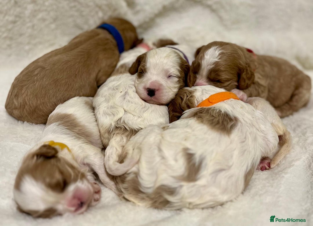 Cavapoo dogs for sale: F1B cavapoo puppies-extensively health tested - Advert 2