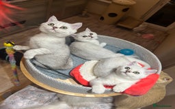 Scottish Fold cats for sale: Scottish Kittens – Fold & Straight – Ready Now - Image 15