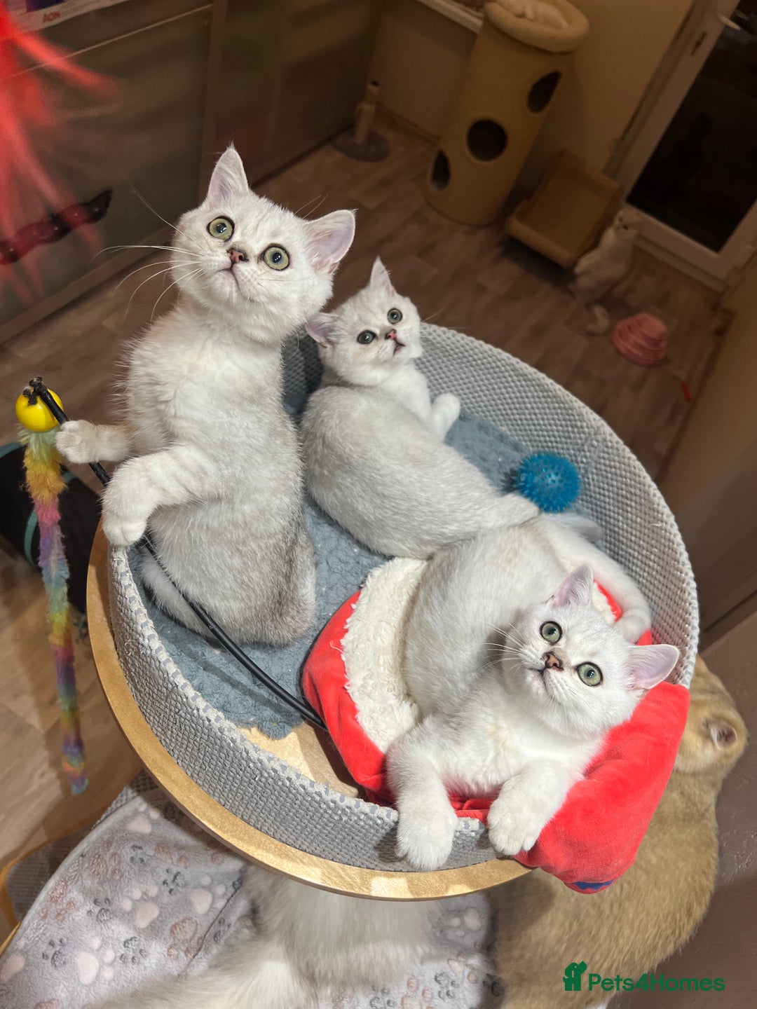Scottish Fold cats for sale: Scottish Kittens – Fold & Straight – Ready Now - Image 15