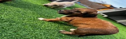 Dachshund dogs for sale: KC REG long haired miniature dachshund - Advert 15
