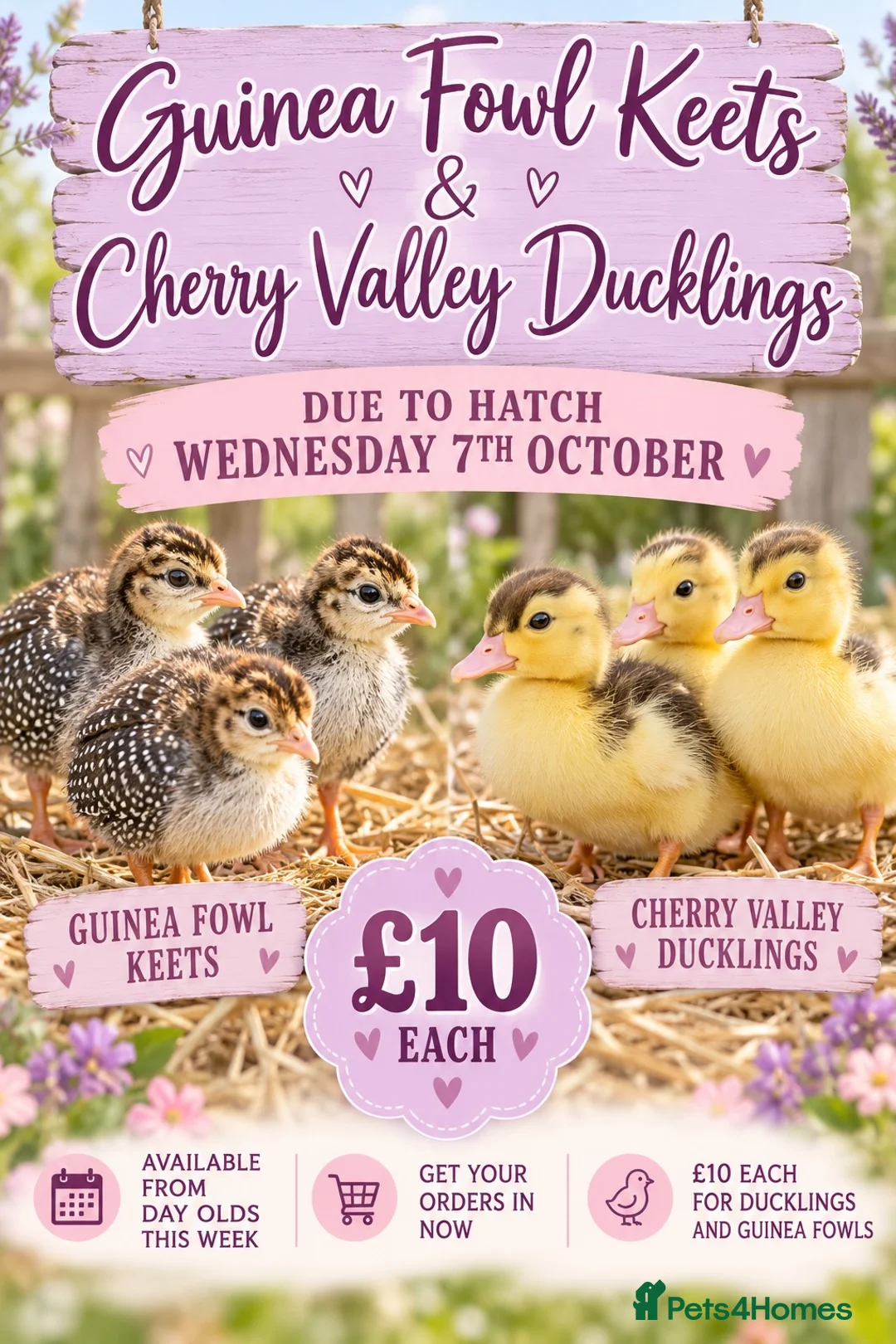 Mixed Breed poultry for sale: Guinea fowl keets and cherry valley ducklings - Advert 1