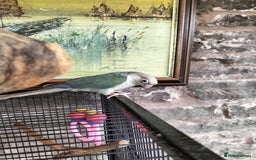 Conures birds for sale: 2 CONURES FOR SALE - SOLD AS A PAIR - Image 4