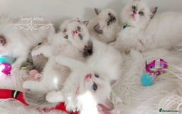 Ragdoll cats for sale: Beautiful Ragdoll kittens 😻😻😻 - Image 15