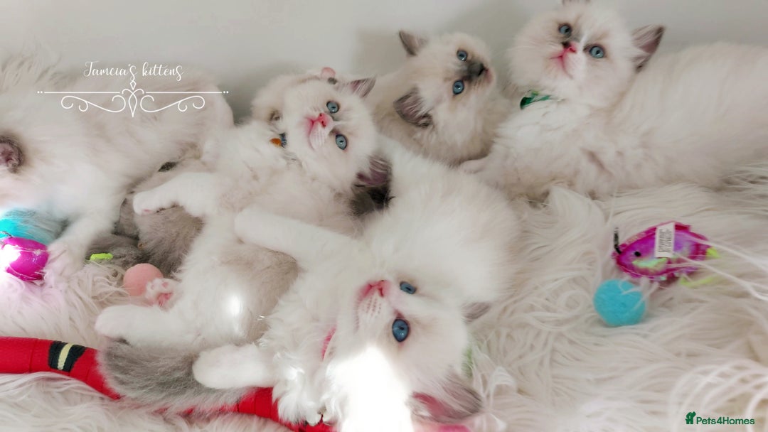 Ragdoll cats for sale: Beautiful Ragdoll kittens 😻😻😻 - Image 15