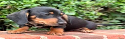 Miniature Dachshund dogs for sale: miniature dachshunds  - Advert 10