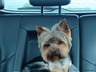 Yorkshire Terrier dogs in Retford - Advert 14