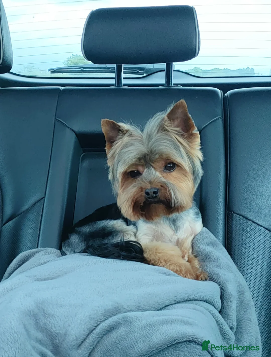 Yorkshire Terrier dogs for stud: Dog for stud  in Retford - Advert 1