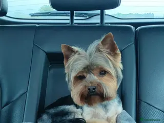 Yorkshire Terrier dogs Dog for stud in Retford - Advert 8