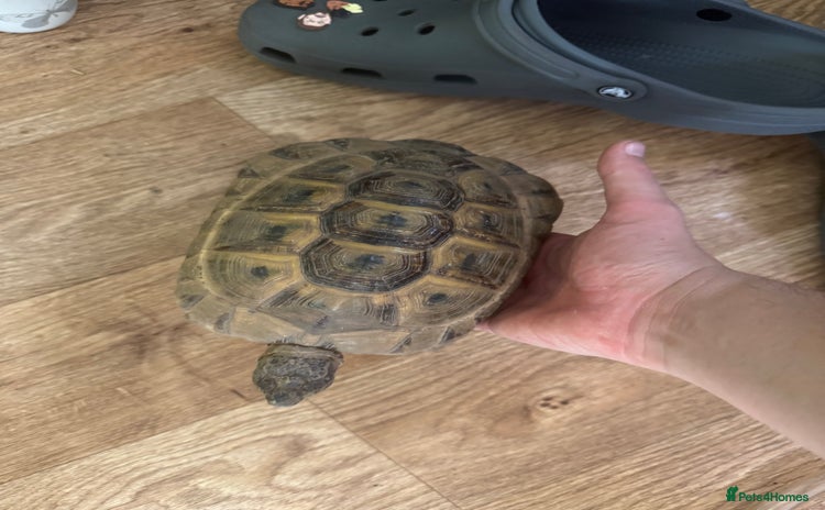 Tortoise reptiles - Advert 2