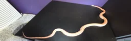 Corn Snake reptiles for sale: Female fire tessera corn snake - Advert 3