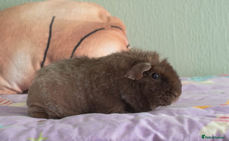Guinea Pig rodents - Advert 7