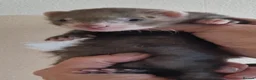 Ferret rodents for sale: Baby ferrets - Advert 3