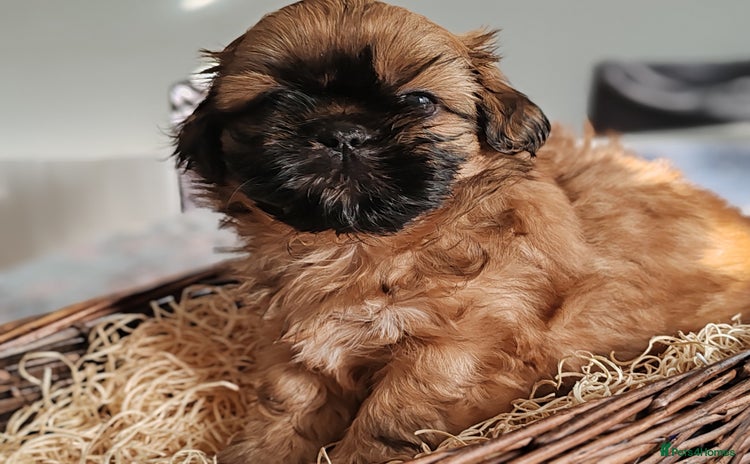 Shih Tzu dogs - Advert 1