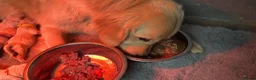 Golden Retriever dogs for sale: Gorgeous pups 2 boys - all tested - Advert 15