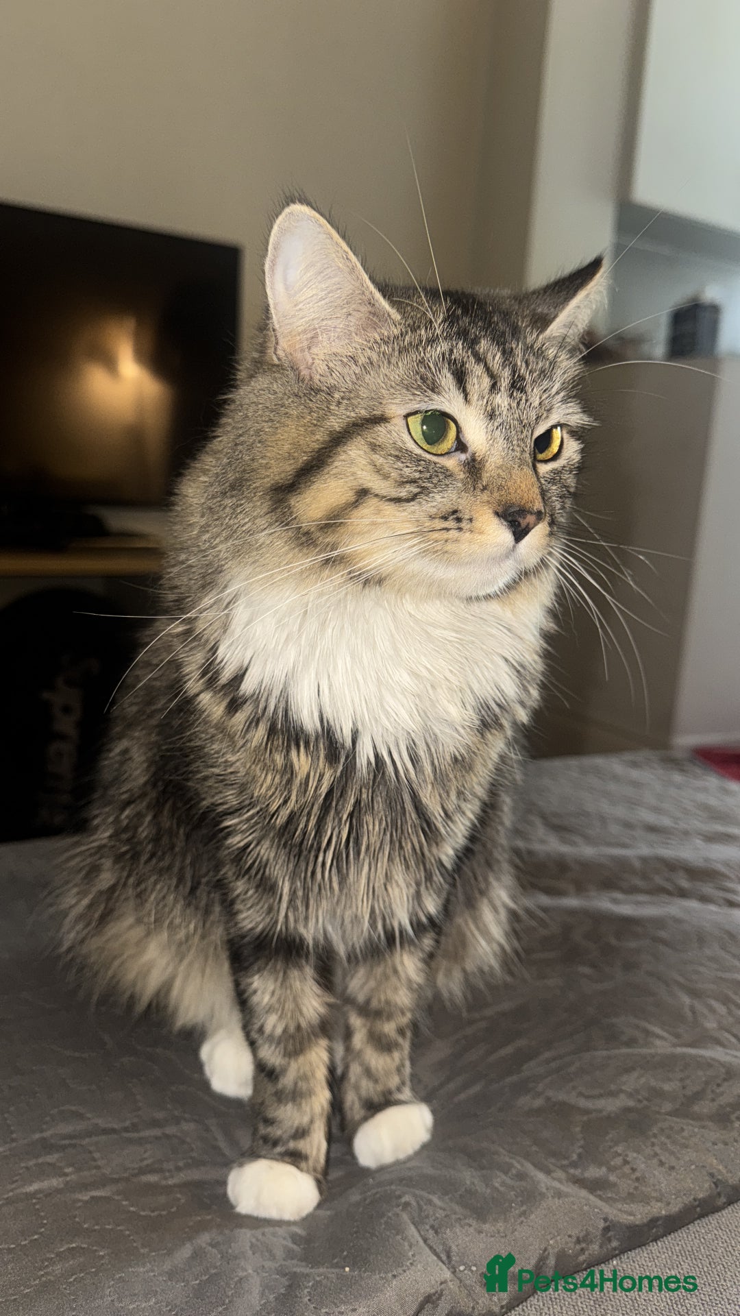 British Longhair cats for sale: Female Adult Cat  - Image 2