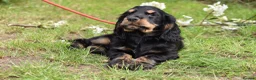 Cocker Spaniel dogs for sale: Last Male Ready Now Show Type Kc Reg  - Advert 20