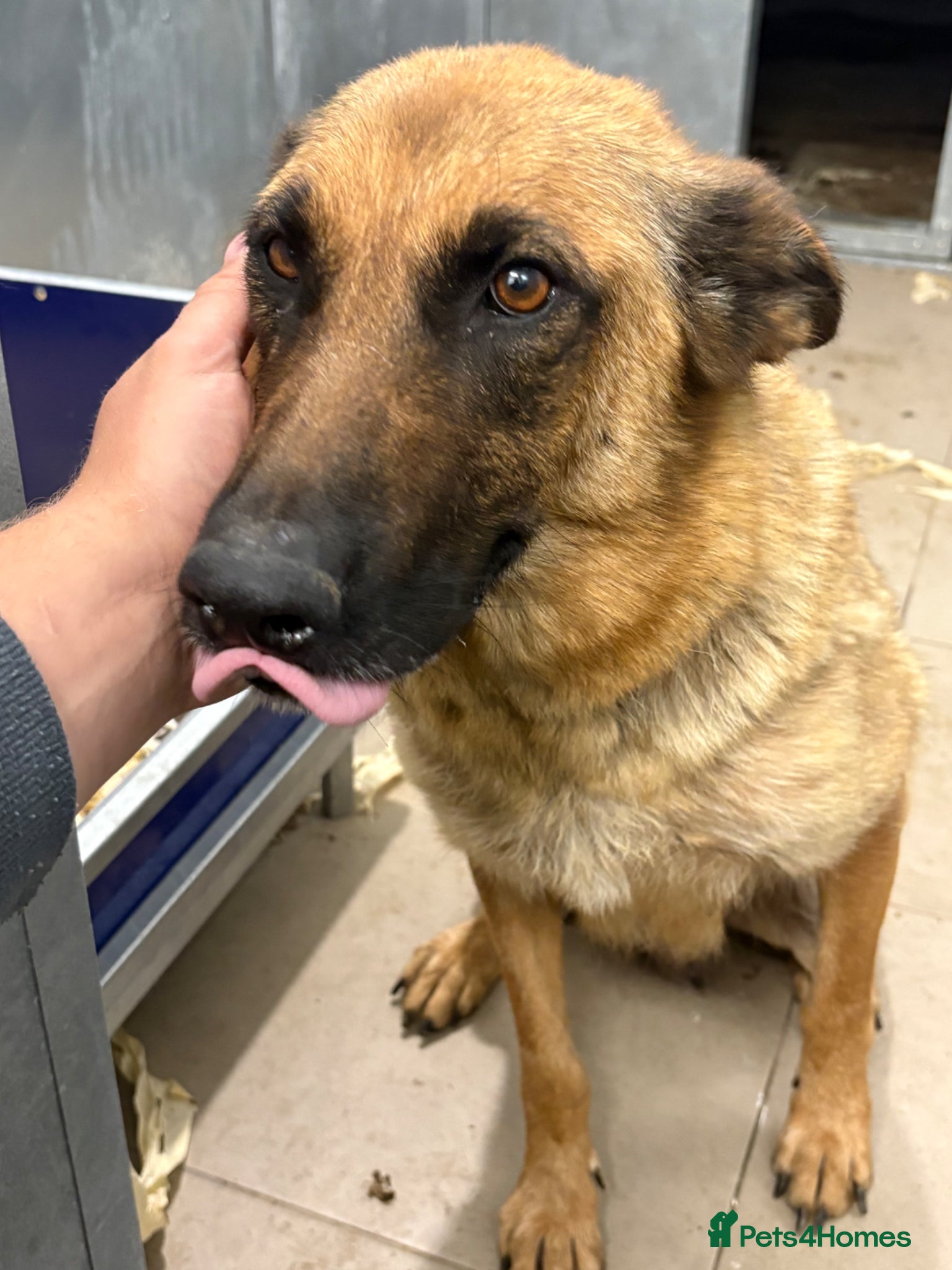 German Shepherd dogs for sale: German Shepherd Puppies  - Advert 6