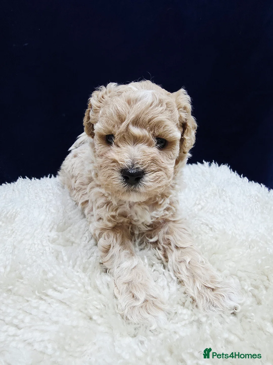 Maltipoo dogs for sale: F1B Maltipoo Puppies, Toy Size, Hypoallergenic, - Advert 26