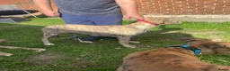 Mixed Breed dogs for sale: Saluki whippet grayhound  - Advert 4