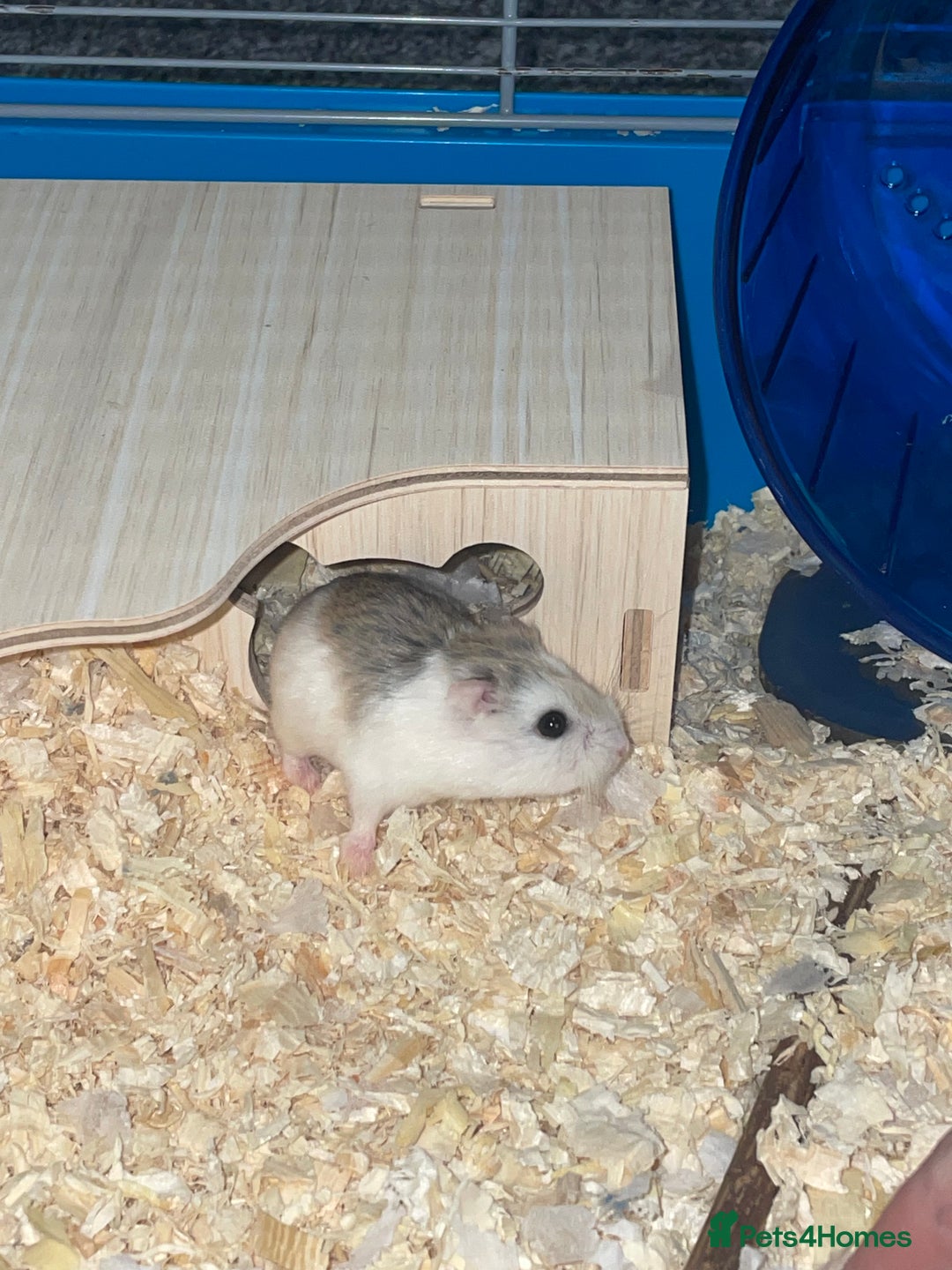 Hamster rodents for sale: Male hamster - Advert 3