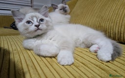 Ragdoll cats for sale: *READY NOW* GCCF Registered Ragdoll Kitten in Liverpool - Image 3