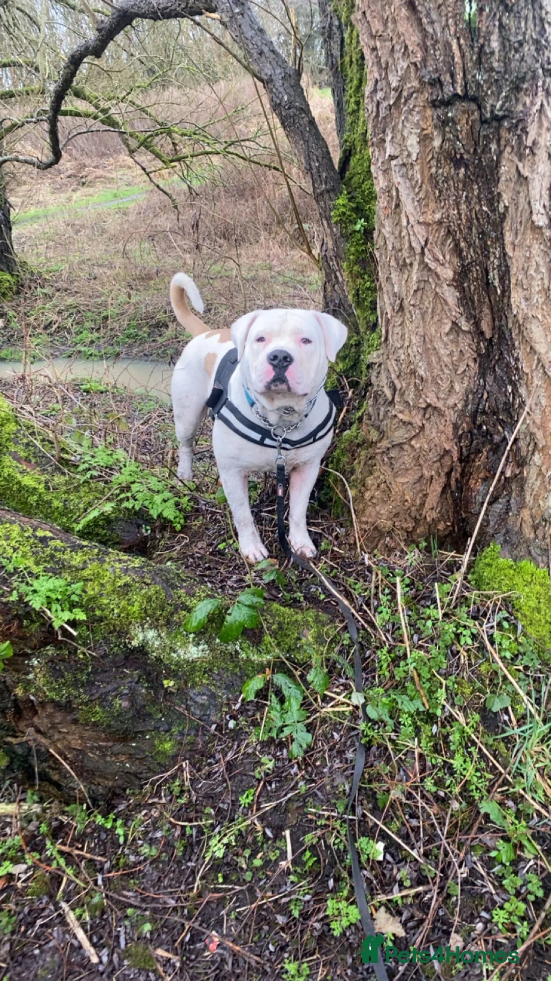 American Bully dogs for stud: Stud American bully - Advert 2