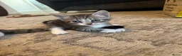 Mixed Breed cats for sale: Mixed breed girls kittens - Advert 4