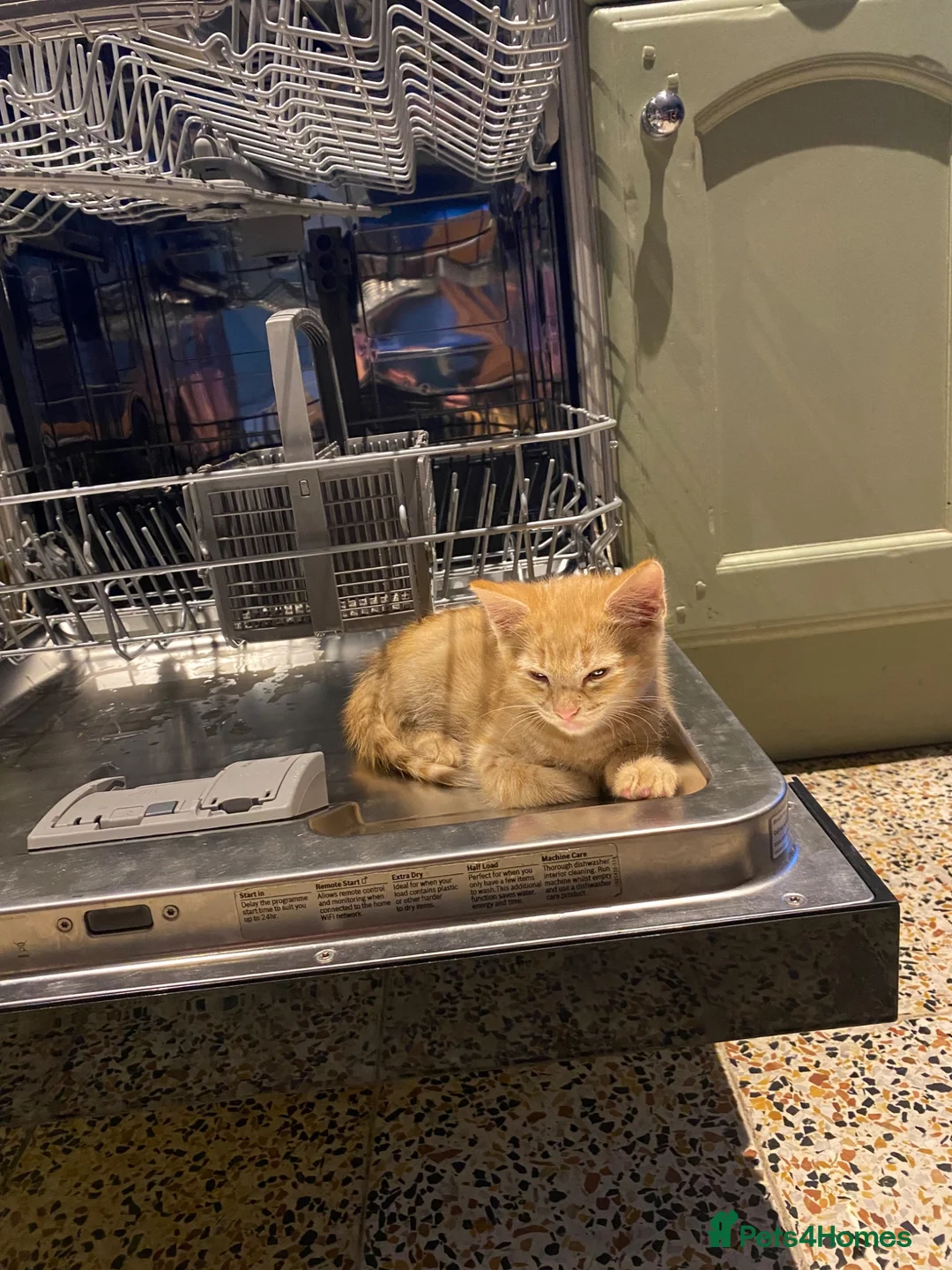 Mixed Breed cats for sale: Cutest Boy 🩵 - Advert 2