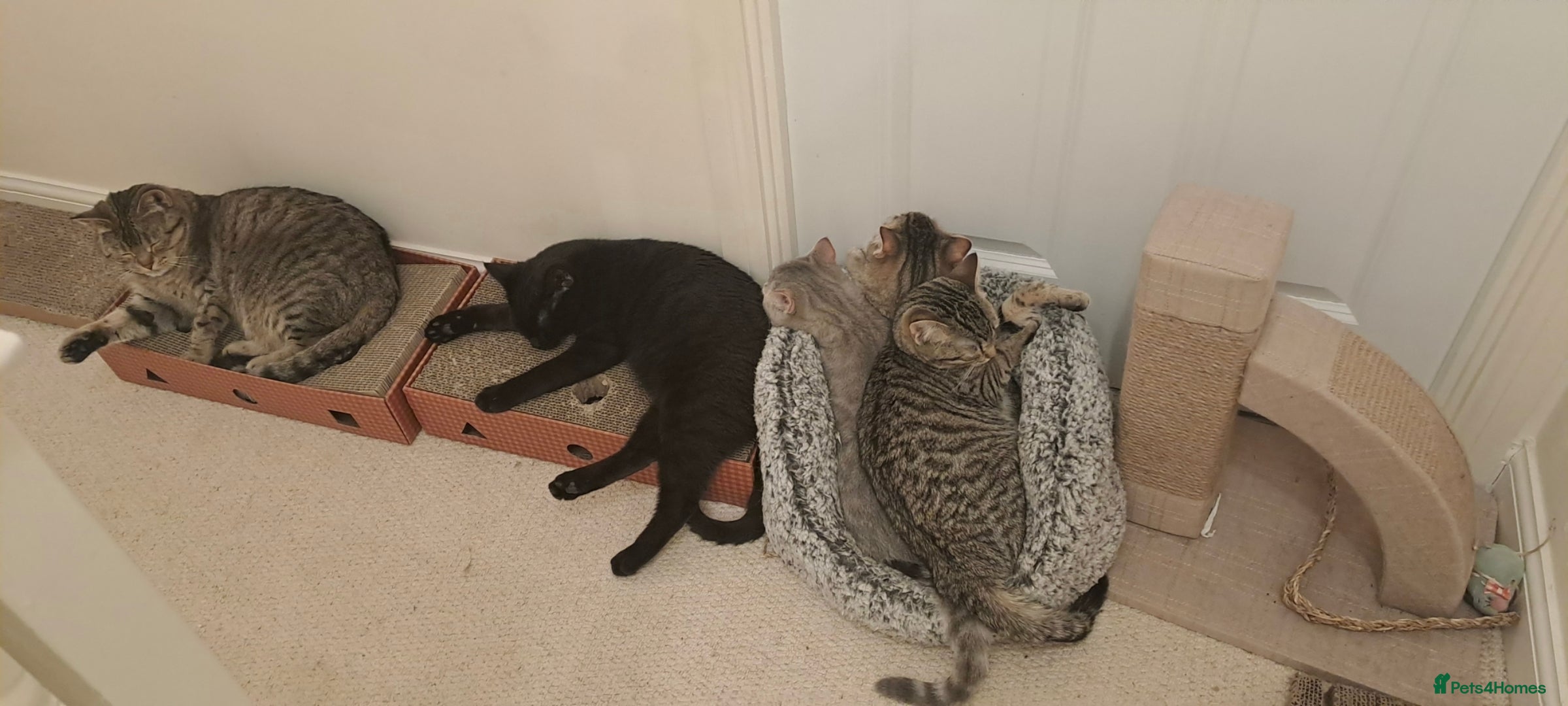 Mixed Breed cats Quarter Bengal kittens, looking for forever homes  - Advert 5