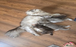 Persian cats for sale: Persian kittens for sale  - Image 1