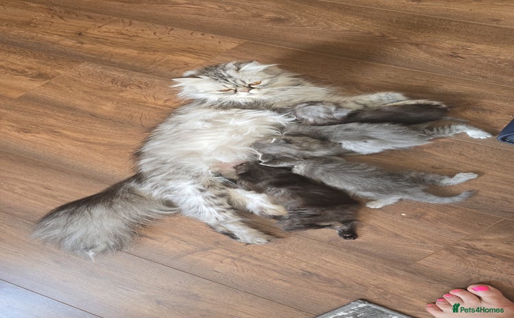 Persian cats - Advert 7
