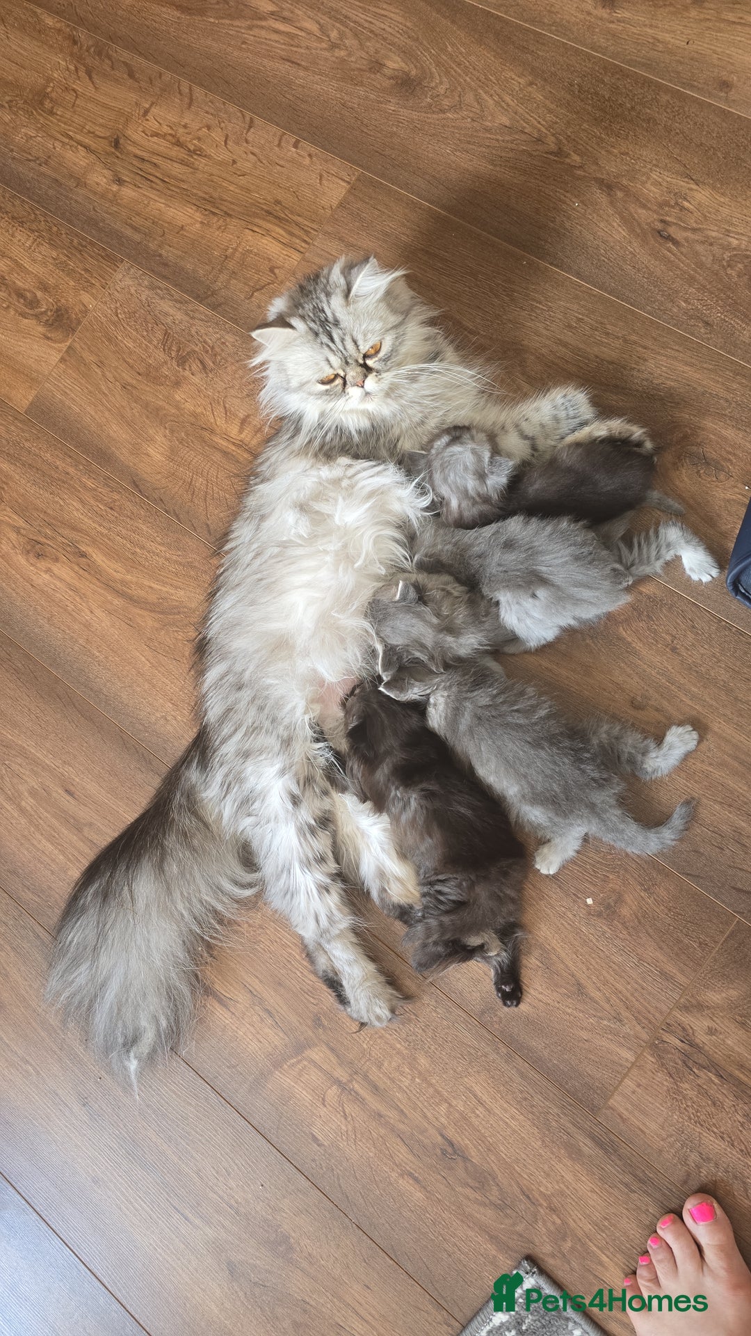 Persian cats for sale: Persian kittens for sale  - Image 1