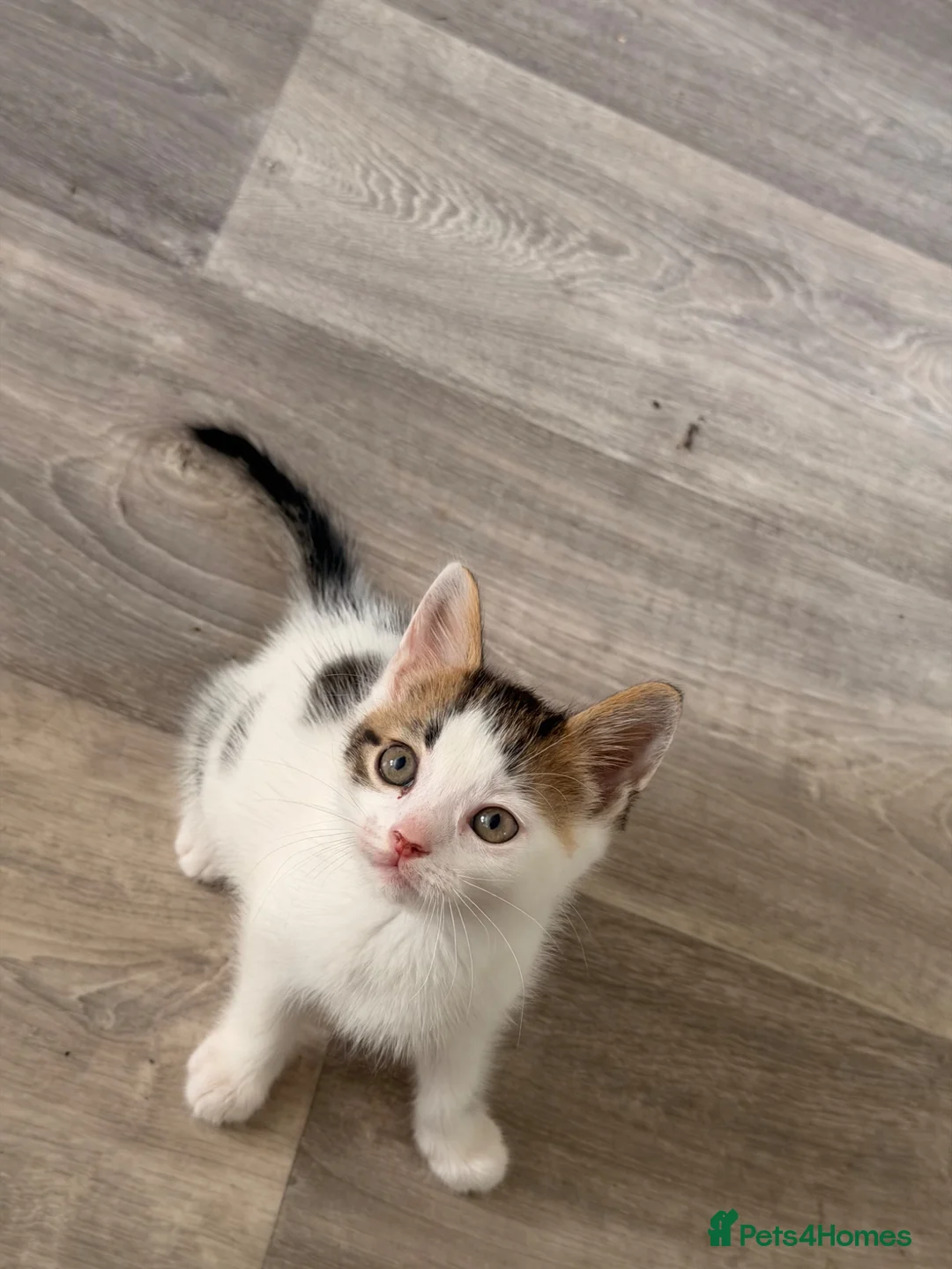 Bengal cats for sale: Bengal cross kittens  - Advert 1