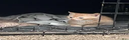 Mixed Breed cats for sale: Beautiful kittens, boys and girls  - Advert 6