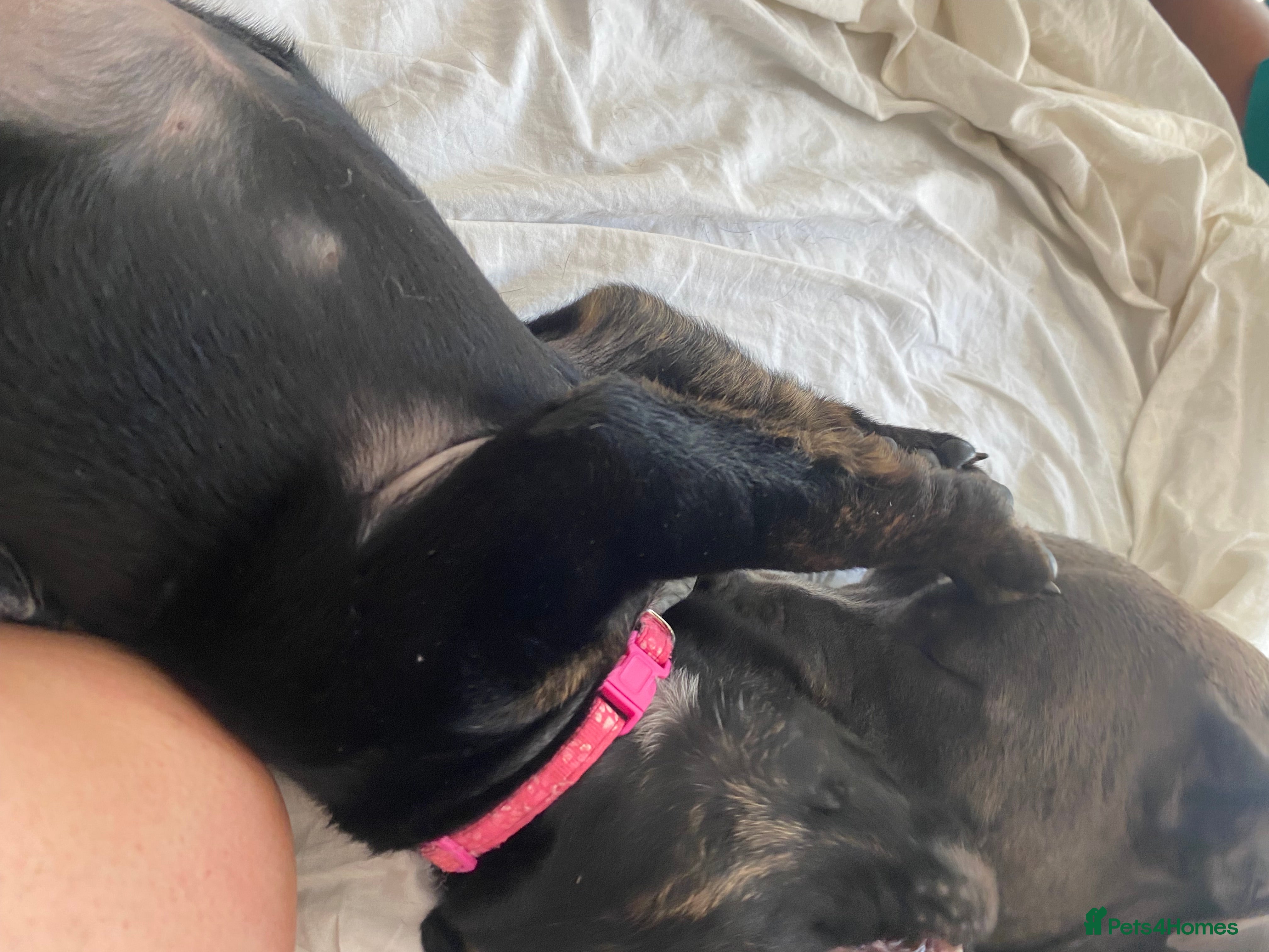Mixed Breed dogs STAFFWEILER PUPPIES - Advert 2