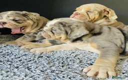 English Bulldog dogs for sale: READY NOW LILAC MERLE ENGLISH BULLDOG BOY in Gunnislake - Image 13