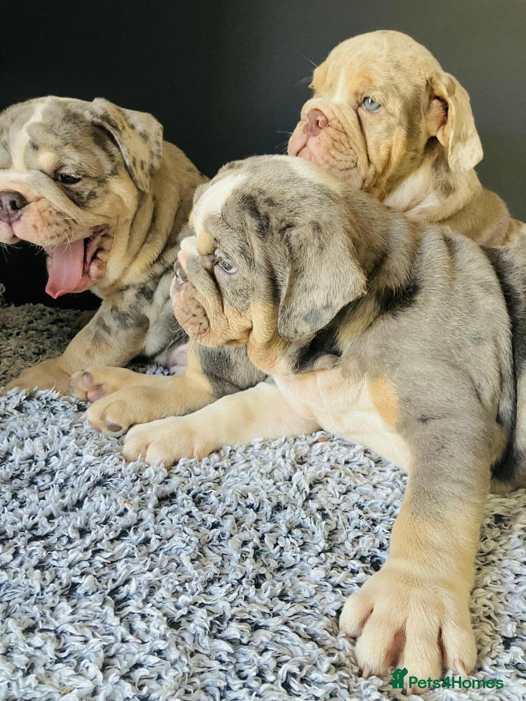 English Bulldog dogs for sale: READY NOW LILAC MERLE ENGLISH BULLDOG BOY in Gunnislake - Image 13