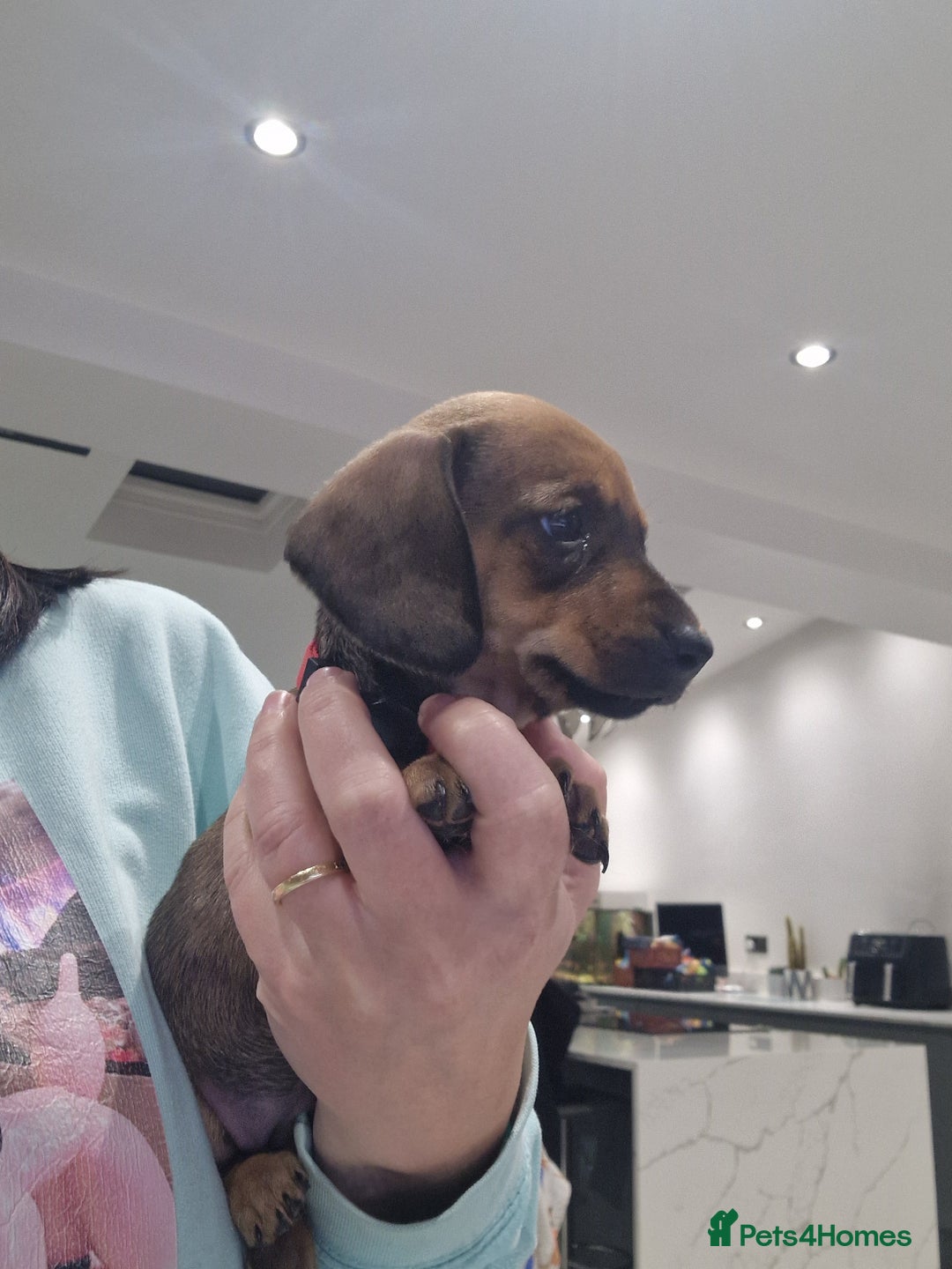 Dachshund dogs for sale: Littre of 7 Dachshund puppies ONLY 1 GIRLS LEFT !! - Advert 24