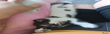 Mixed Breed 1