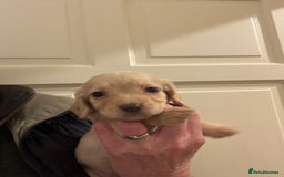 Cocker Spaniel dogs for sale: Kc Working Cocker Spaniel Puppies  - Image 9