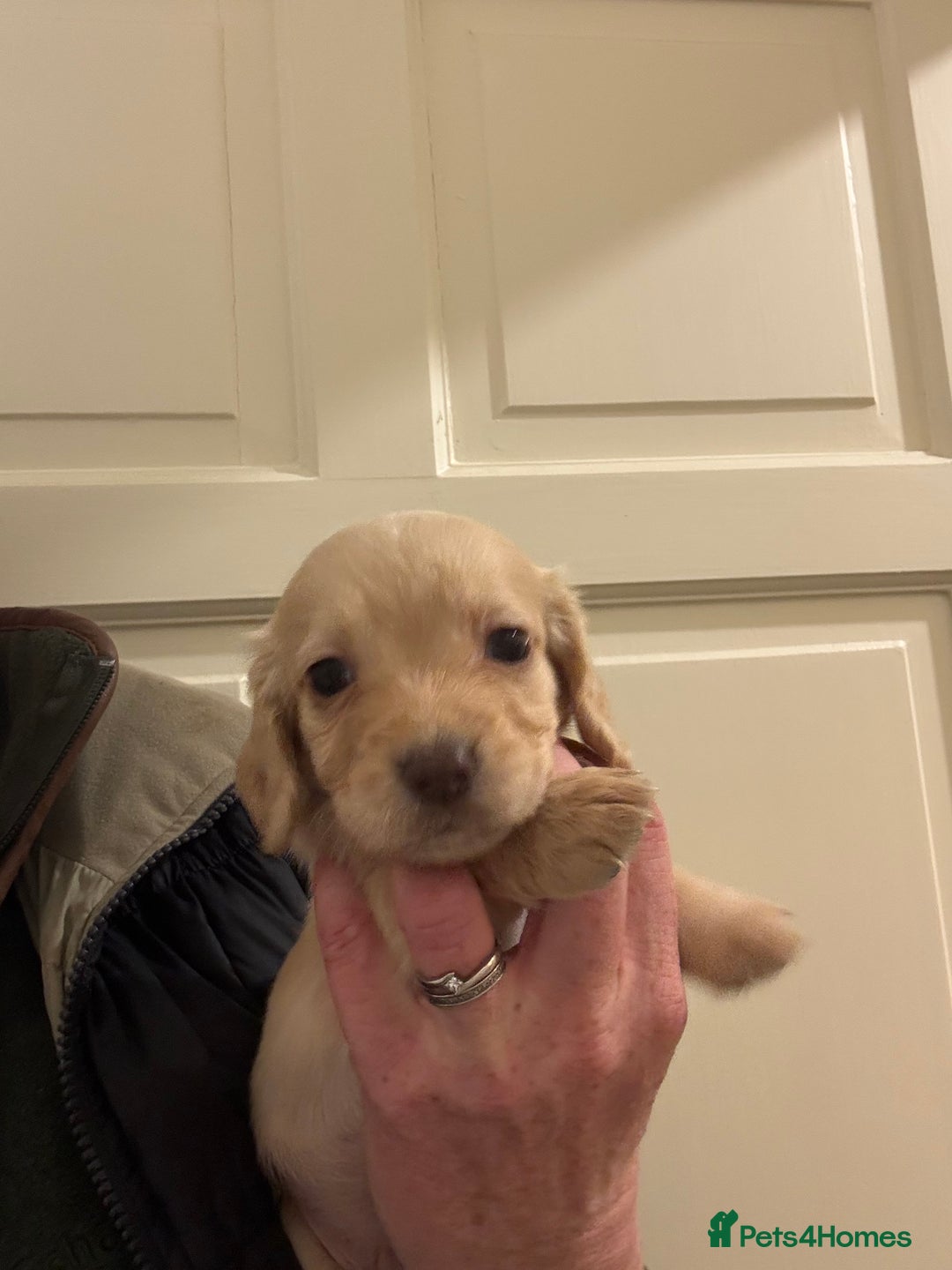 Cocker Spaniel dogs for sale: Kc Working Cocker Spaniel Puppies  - Image 9
